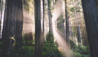 sunrays forest